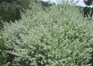 A Westringia 'Smokey' Coastal Rosemary bush with white flowers in a 6" Pot in the middle of a yard.