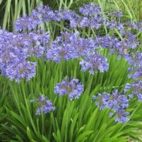 A group of Agapanthus 'Peter Pan' 6" Pot flowers in a garden.