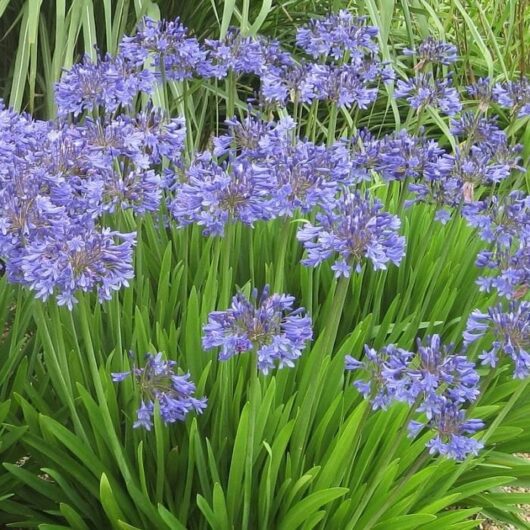 A group of Agapanthus 'Peter Pan' 6" Pot flowers in a garden.