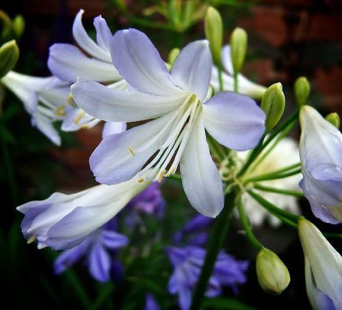 A close up of an Agapanthus 'Silver Baby' 6" Pot flower in a garden.