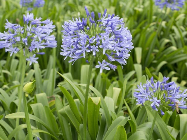 Agapanthus