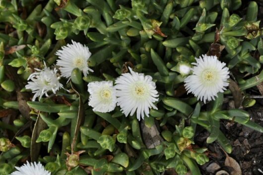 A cluster of Mesembryanthemum 'White' Pig Face 6" Pot flowers is blooming in the soil.