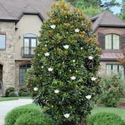 A large tree with white flowers in front of a house.