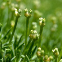 Scleranthus biflorus 'Lime Lava' 8" Pot