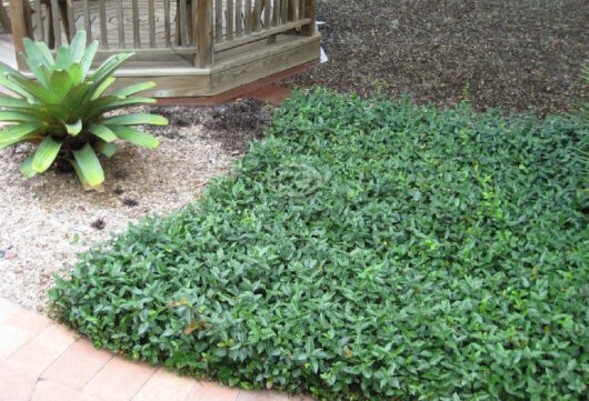 A small backyard with Trachelospermum 'Flat Mat™' Jasmine bushes and a patio.