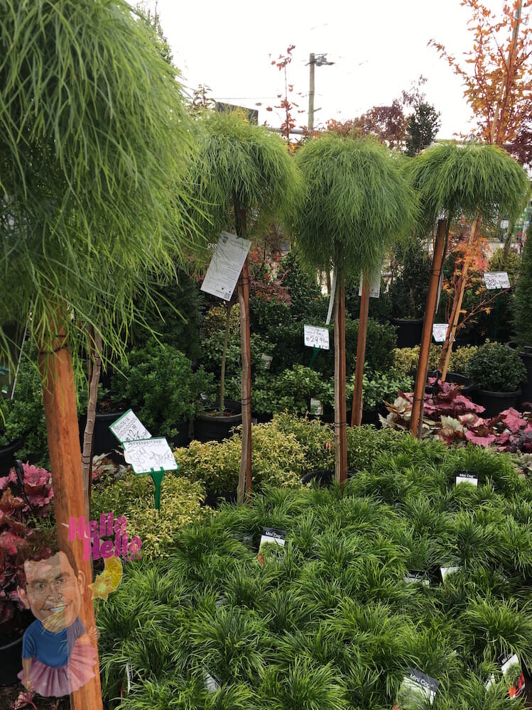 Acacia "Limelight" 3ft Standard - Hello Hello Plants & Garden Supplies