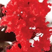 Colour-Red-Hot