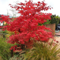 An Acer 'Osakazuki' Japanese Maple with vibrant red leaves stands in a garden, surrounded by lush green plants and grasses.