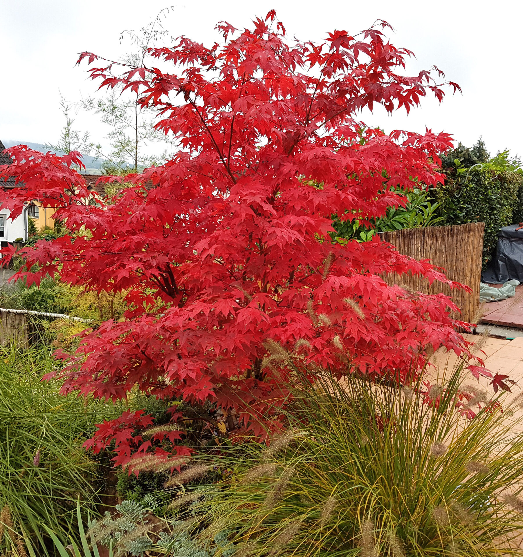 Upright Japanese Maples