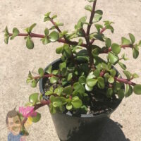 Jade (Fine Leaved) 7" Pot