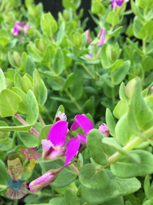 Polygala Little Bibi