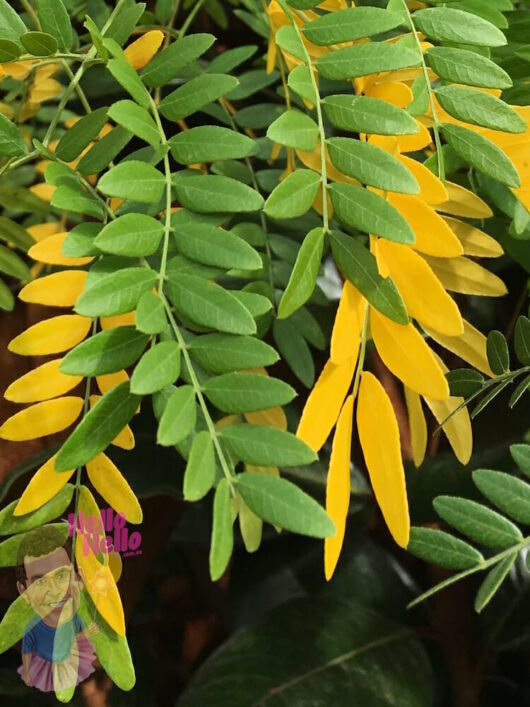 Weeping Gleditsia