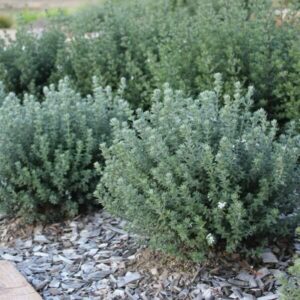 A group of Westringia fruticosa 'Grey Box™' 6" Pot plants in a garden with rocks.