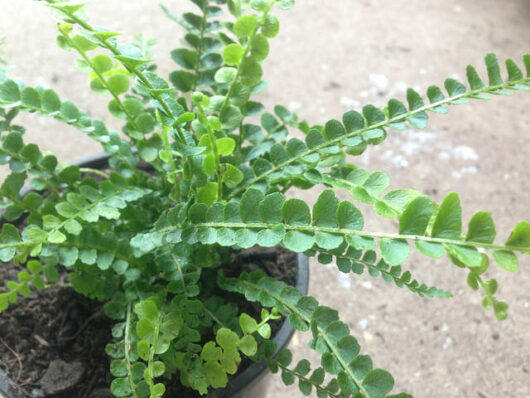 A small Nephrolepis 'Duffii Fern' plant with green leaves in a 6" Pot.