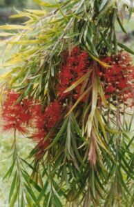 A Callistemon 'Edna Walling' 6" Pot tree with red flowers and green leaves.