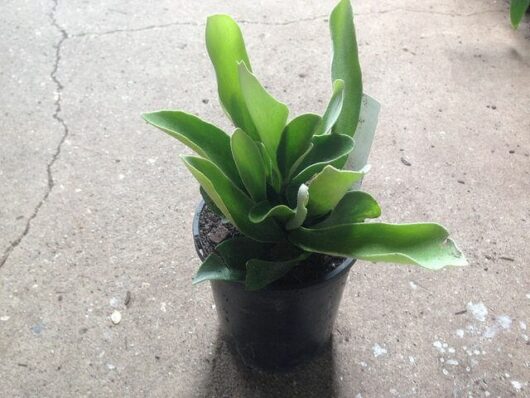 A Platycerium 'Elkhorn' 6" Pot plant on the concrete floor.