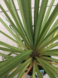 A Cordyline 'Autumn' 8" Pot palm in a pot on the sidewalk.