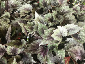 A bunch of Begonia 'Rex' 5" Pot with purple and green leaves in pots.