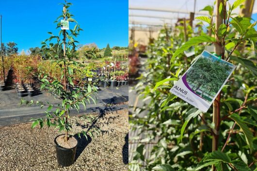 Alnus 'Evergreen Alder' 8" Pot