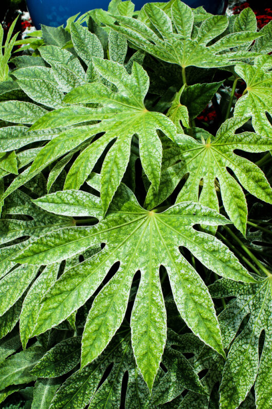 spider's web fatsia japonica japanese aralia