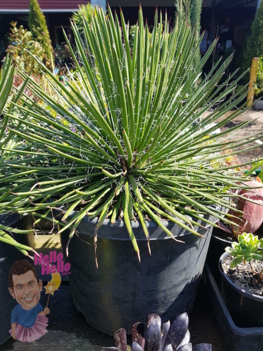 Twin Flower Agave 12" Pot