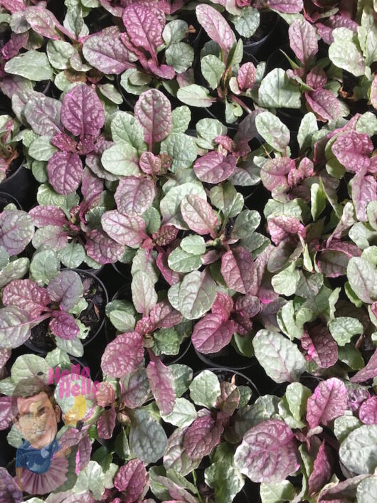 Ajuga Reptans "Burgundy Glow"