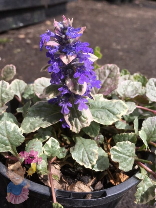 Ajuga Reptans "Burgundy Glow" 6" Pot