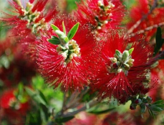 Callistemon 'Mary MacKillop'