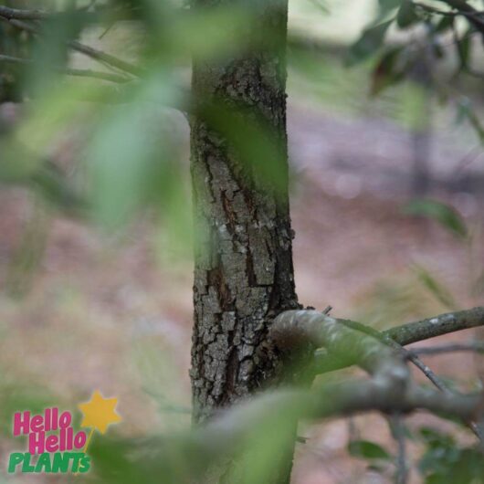 Hello Hello Plants Nursery Campbellfield Melbourne Victoria Australia Acacia melanoxylon Blackwood black wattle bark