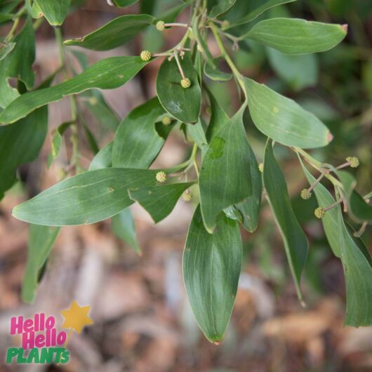 Hello Hello Plants Nursery Campbellfield Melbourne Victoria AustraliaAcacia melanoxylon Blackwood black wattle leaves and buds