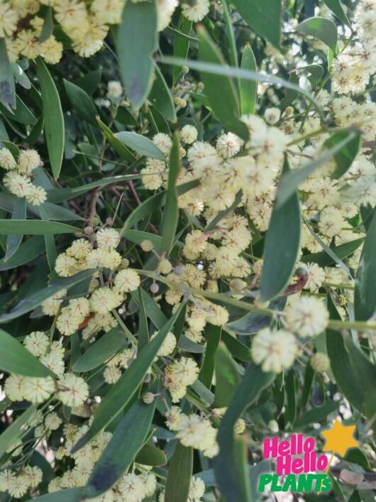 Acacia 'Blackwood' Wattle 8" Pot Growers Flash Sale!