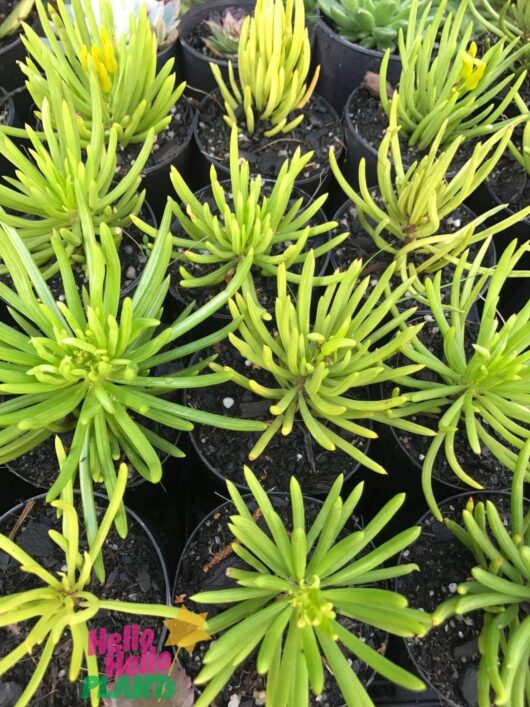 Senecio 'Lime Chalkstick' Succulent 3" Pot
