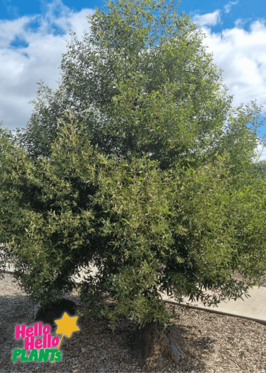 Acacia 'Blackwood' Wattle 8" Pot Growers Flash Sale!