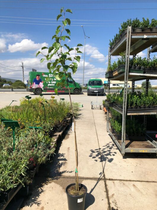 Young Pyrus 'Bradford' Ornamental Pear tree for sale at an outdoor garden center with shelving units of plants and a green delivery truck in the background.