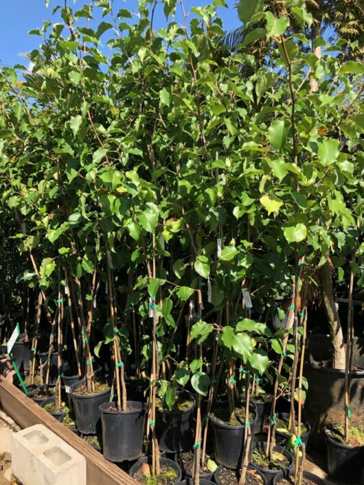 Young Pyrus 'Bradford' Ornamental Pear trees growing in 8" pots at a plant nursery.