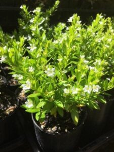 Sentence with product name: Cuphea 'White' 3" Pot plants with small white blossoms in sunlight.