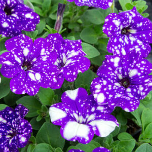 Purple and white speckled Petunia 'Night Sky' 6" Pot with green leaves.