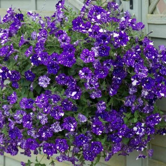 A hanging basket overflowing with vibrant purple and white speckled Petunia 'Night Sky' 6" Pot against a blurred house background.