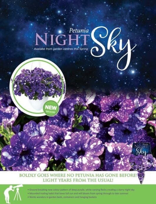 Advertisement for the Petunia 'Night Sky' 6" Pot, showcasing deep purple petunias with white speckles that vividly resemble a starry night sky, complemented