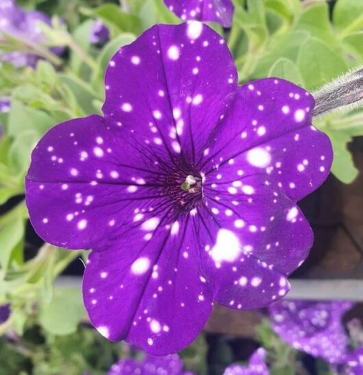 Petunia 'Night Sky' 6" Pot