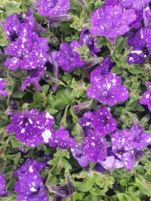 Petunia 'Night Sky' 6" Pot