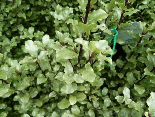 Pittosporum Screen Master