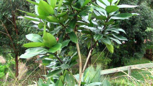 A lush Tristaniopsis 'Water Gum' Luscious® 16" Pot tree with broad, glossy green leaves in a park setting, with a wooden fence and dense undergrowth in the background.