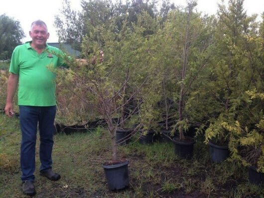 Man standing next to a Cupressus 'Castlewellan Gold' Conifer 12" Pot (Eco Grade) at a nursery.