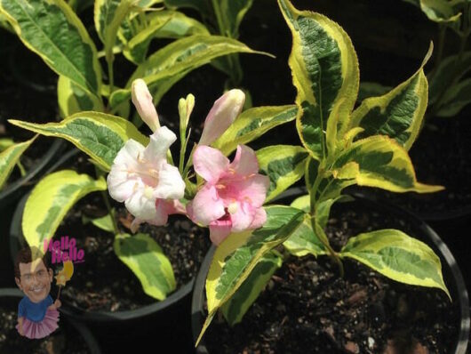 Weigela Florida Variegata