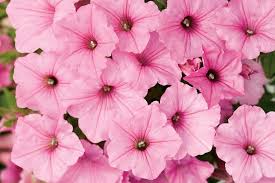 A cluster of Petunia 'Bubblegum' Pink 6" Pot flowers in full bloom.