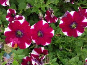 Dreams Red Picotee Petunia