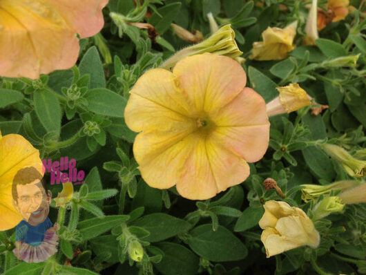 Petunia "Indian Summer"