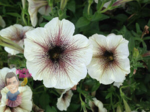 Petunia "Cappuccino Cream"