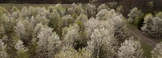 Pyrus 'Bradford' Ornamental Pear 8" Pot